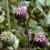 900 Opium Plants Discovered