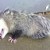Norcross Home Infested with Possums