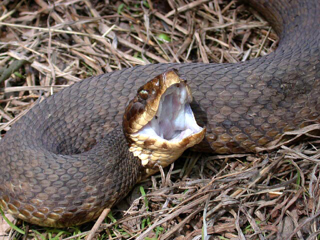 western_cottonmouth