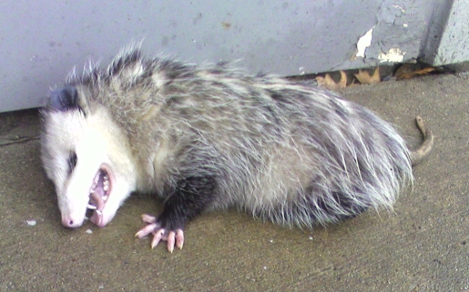 opossum-playing-possum