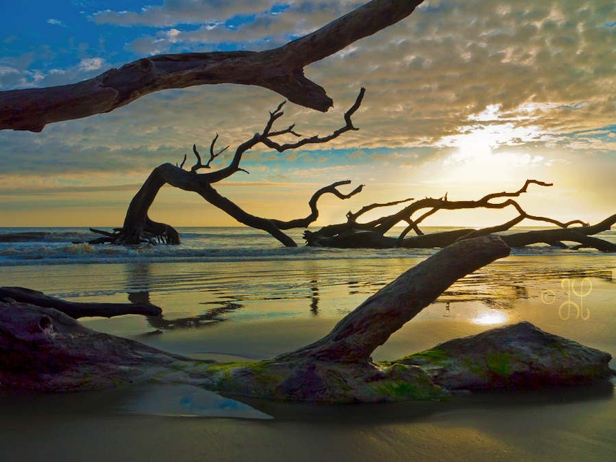 driftwood_beach_jekyll_island2