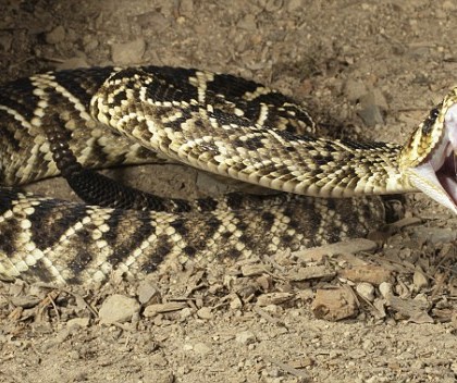 6 Most Dangerous Snakes In Georgia Gafollowers