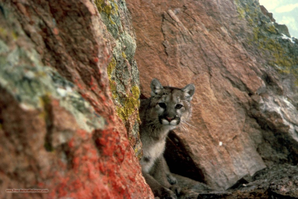 Mountain Lion Looking out from Rocks