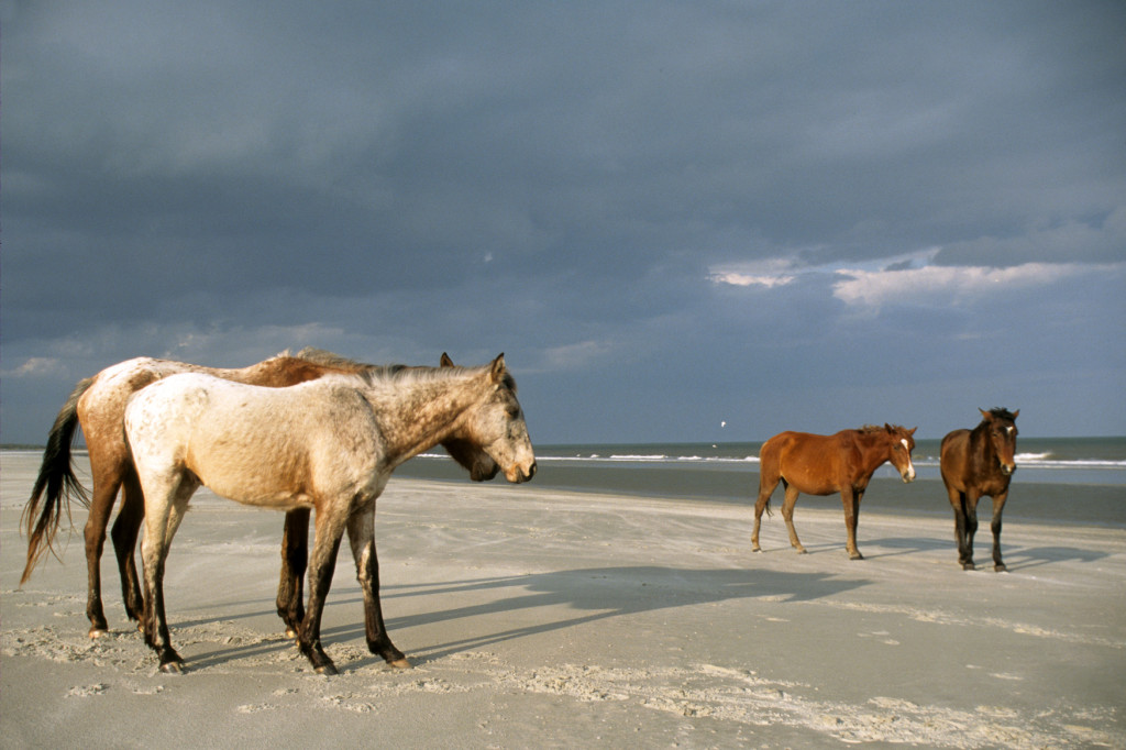 tgalley-greyfieldferal-horses