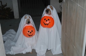Halloween11