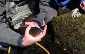 Fishing at Snowbird Mountain Lodge