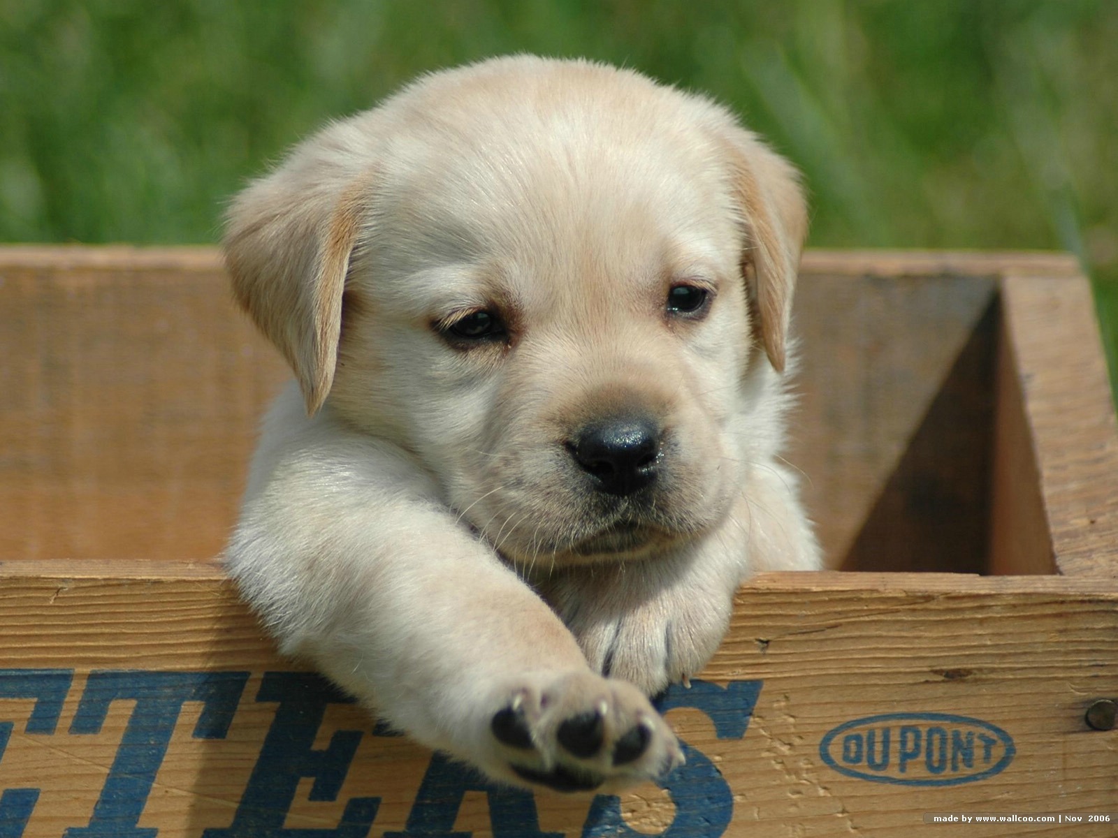 cute-labrador-retriever-puppy-wallpaper – GAFollowers