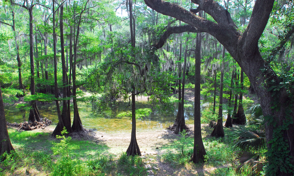 Trees standing in Radium Springs