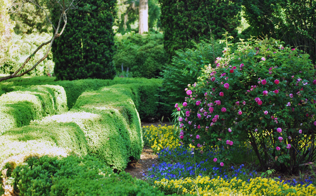 Boxwood Parterre