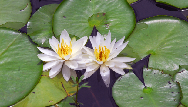 Callaway waterlilies
