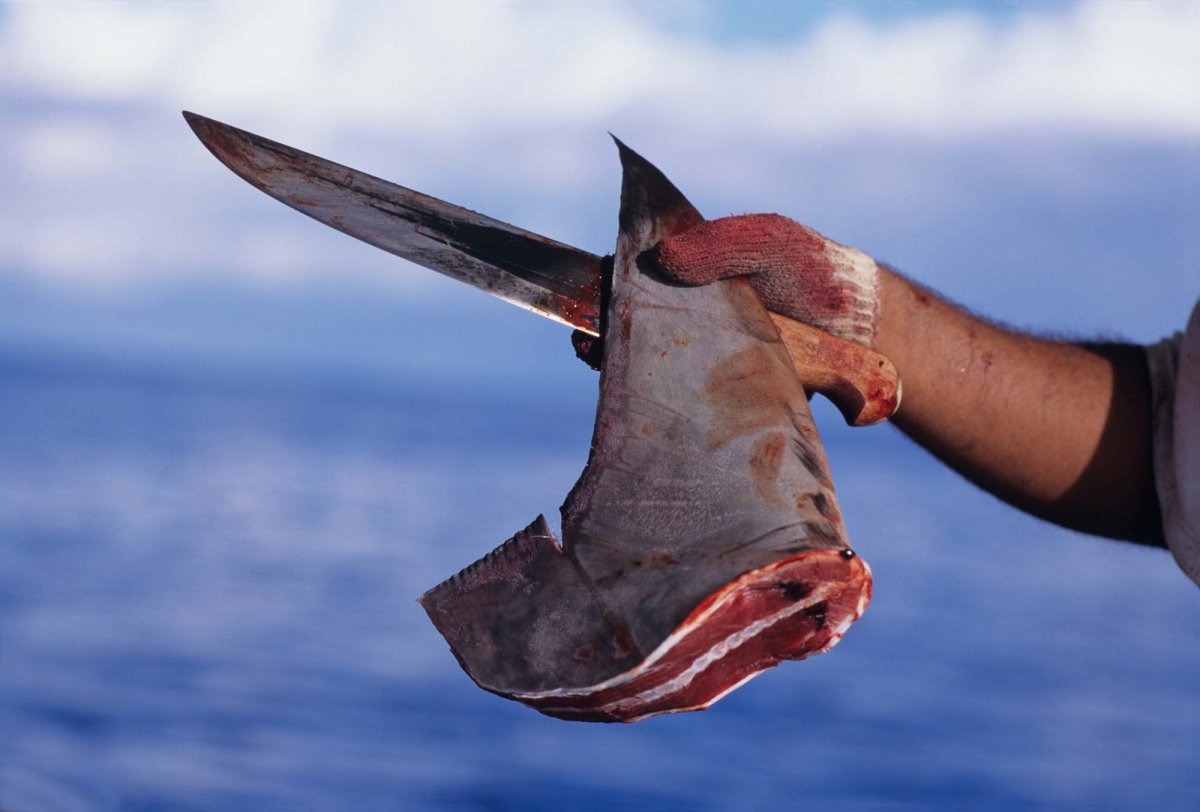 Georgia is Largest Exporter of Shark Fins in US