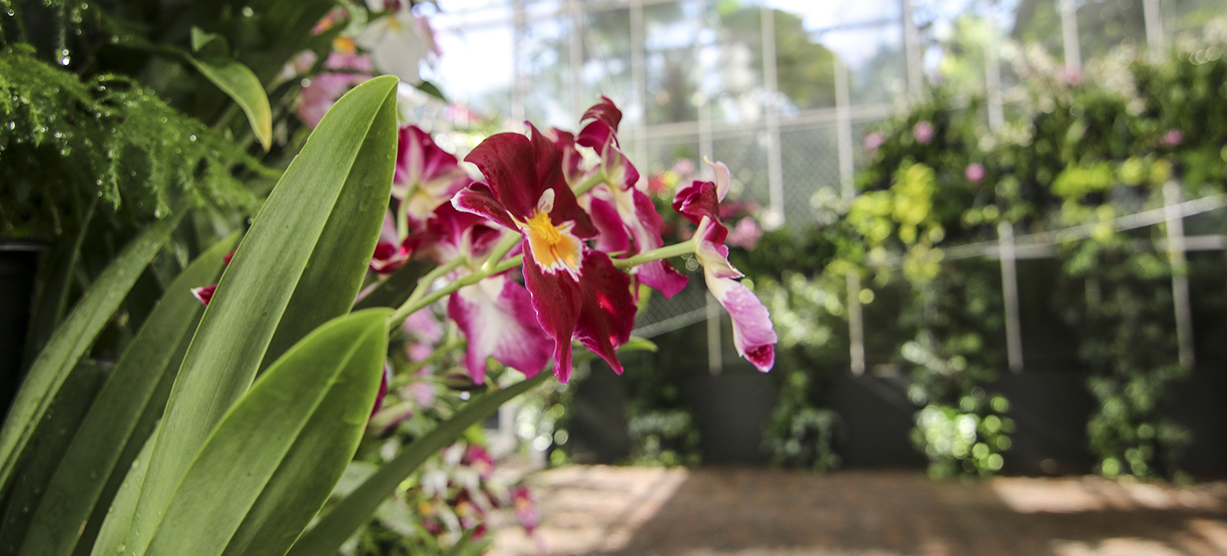 The Orchid Daze Exhibit at Atlanta’s Botanical Garden’s is a MUST SEE