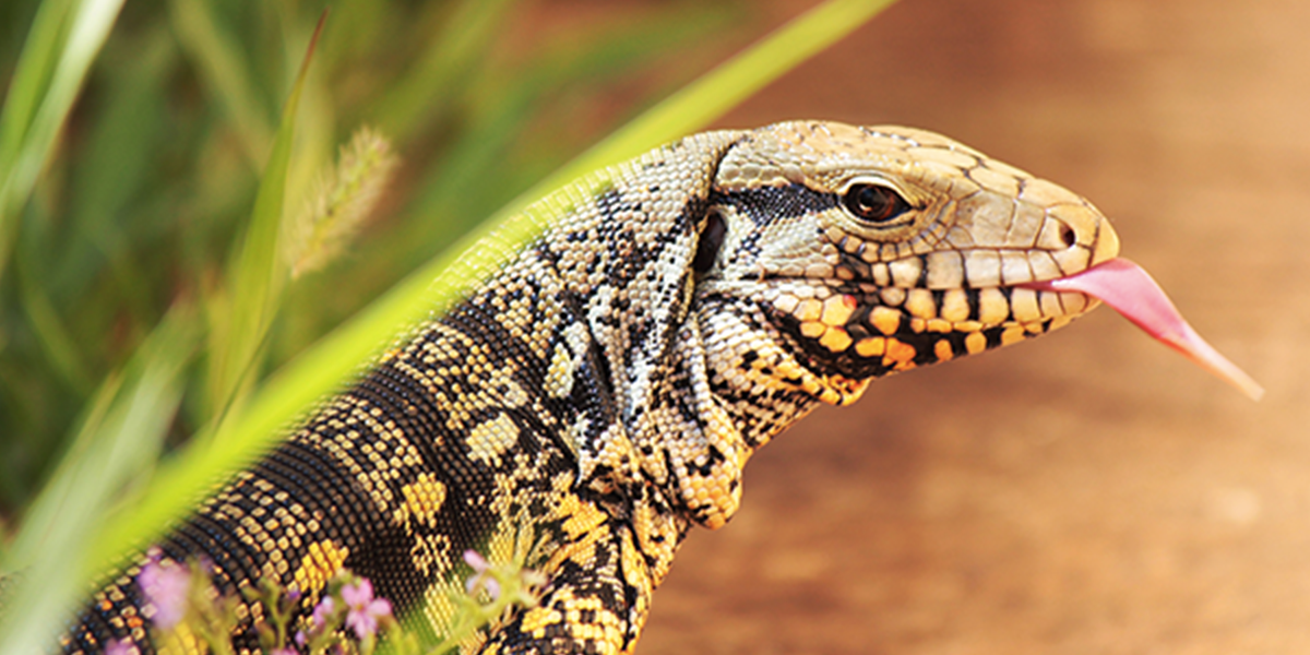 A South American Lizard Is Taking Over South Georgia
