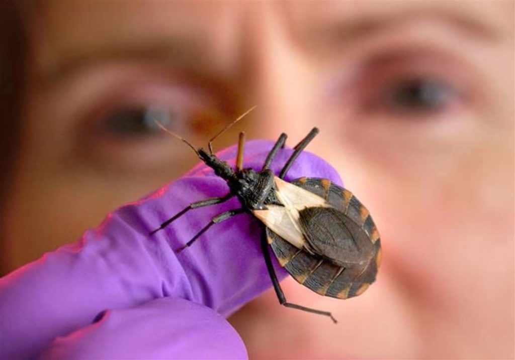 CDC Warns Deadly Kissing Bug Found in GAFollowers
