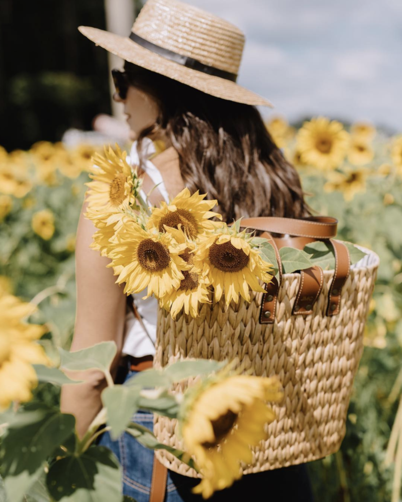 Sunflower field