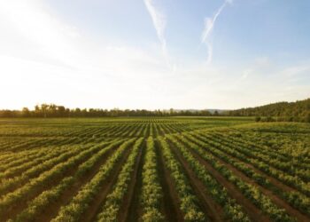 How A Better Diet Can Also Benefit The World