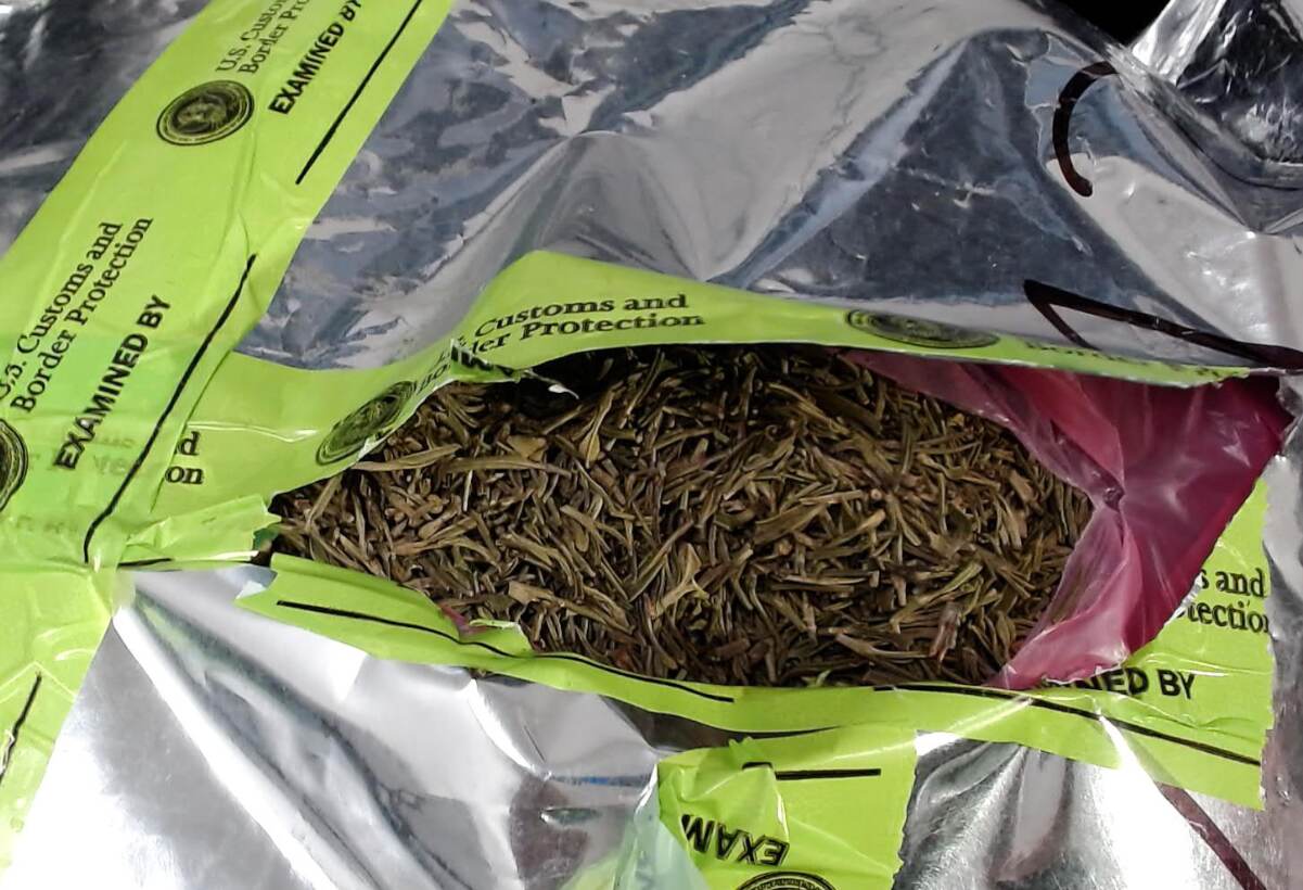 Bundles of khat intercepted by CBP officers at Atlanta's airport