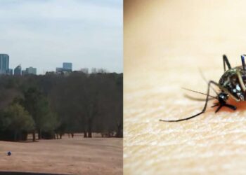 A view of Chastain Park beside a close-up file image of a mosquito.