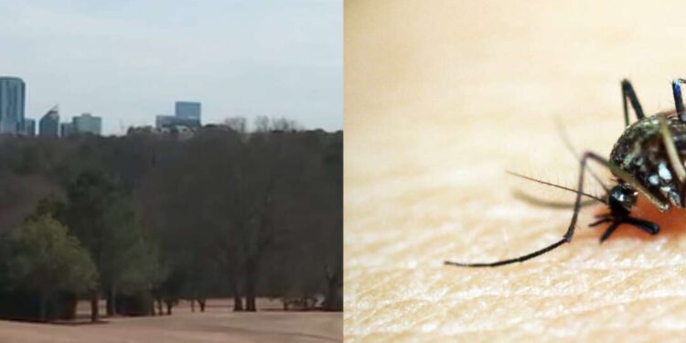 A view of Chastain Park beside a close-up file image of a mosquito.