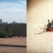 A view of Chastain Park beside a close-up file image of a mosquito.