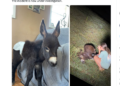 HeeHaw, a miniature donkey whose fatal shooting is under investigation in Polk County