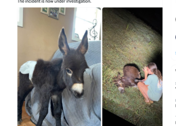 HeeHaw, a miniature donkey whose fatal shooting is under investigation in Polk County
