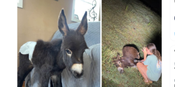 HeeHaw, a miniature donkey whose fatal shooting is under investigation in Polk County