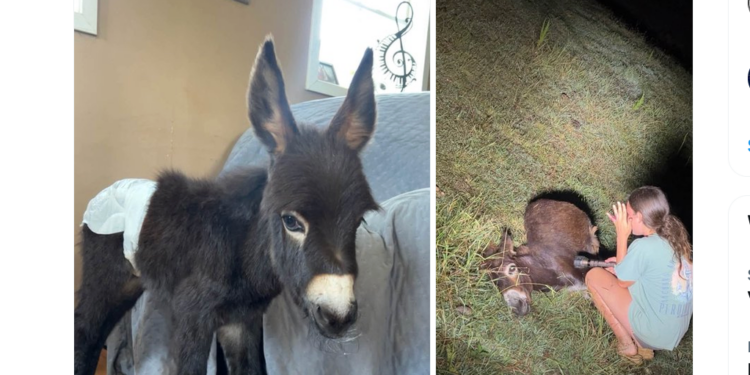 HeeHaw, a miniature donkey whose fatal shooting is under investigation in Polk County