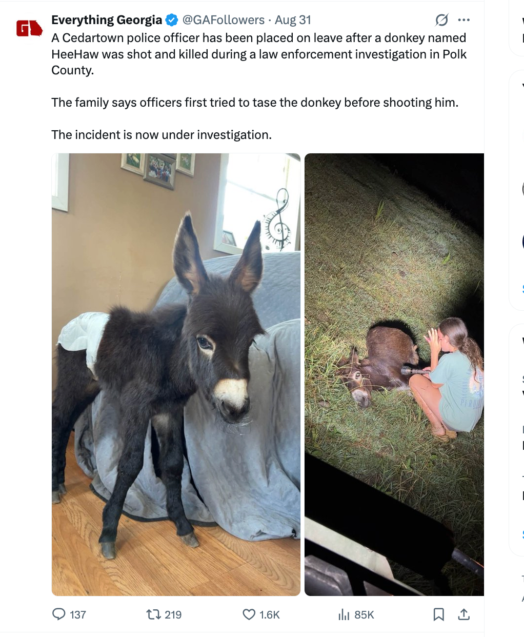 HeeHaw, a miniature donkey whose fatal shooting is under investigation in Polk County
