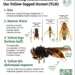 Official Georgia Department of Agriculture guide identifying four characteristics of the yellow-legged hornet.